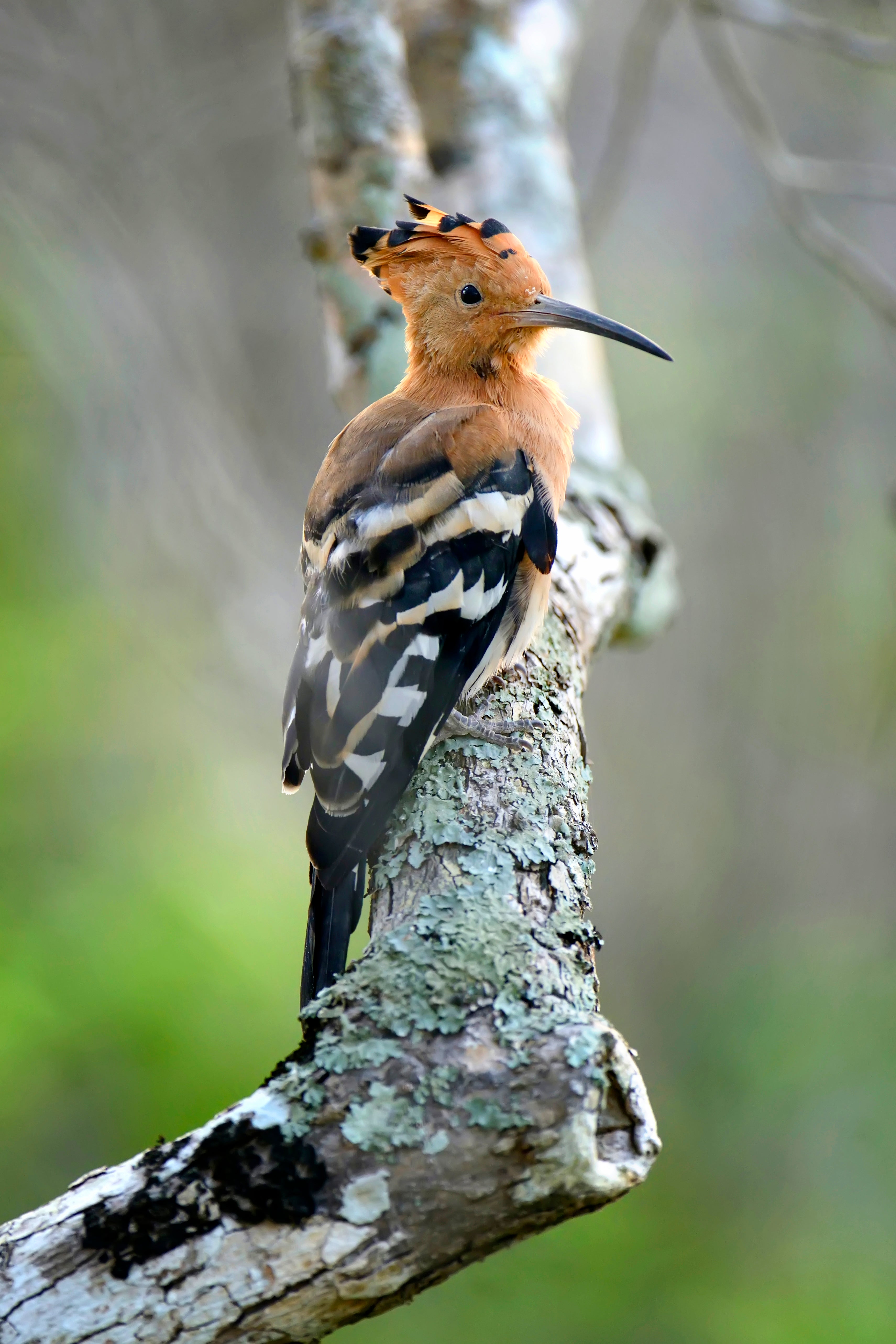 A small bird perched on a tree trunk, representing the gentle creatures in creation that inspire Abellé’s nature-themed Christian jewelry designs.