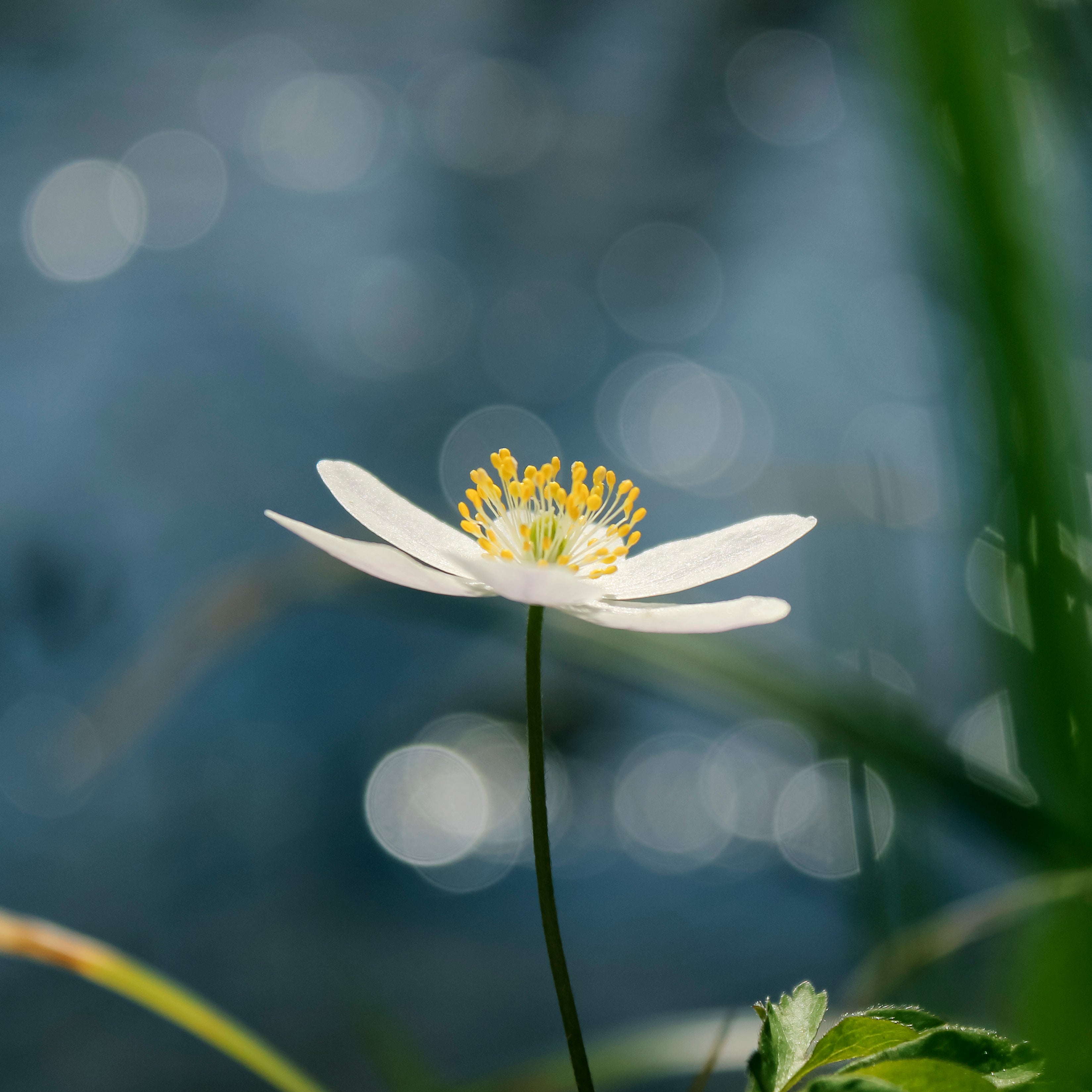 A single white wildflower blooming in soft morning light, symbolizing the delicate natural details reflected in Abellé’s enamel cross necklaces.